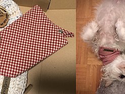 Ein handgefertigtes Hunde-Halstuch mit rot-weißem Karomuster, hier einzeln sowie getragen von einem kleinen weißen Hund präsentiert