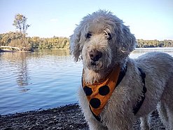 Ein hellgrauer, lockiger Hund mit einem orange-schwarz gepunkteten Halstuch steht an einem Seeufer
